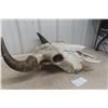 Image 6 : Buffalo Skull (22" Long x 24" Wide)