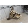 Image 7 : Buffalo Skull (22" Long x 24" Wide)