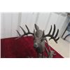 Image 4 : Ducks Unlimited 688/1000 Hard Right Deer Buck Display