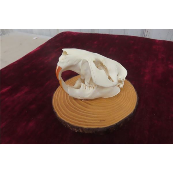 Beaver Skull on Plaque