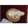 Image 2 : Beaver Skull on Plaque