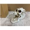 Image 5 : Skull Desktop Paperclip Holder Dispenser