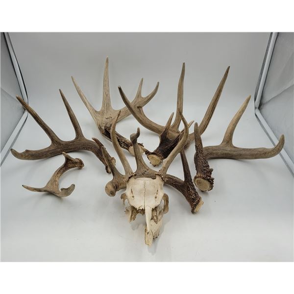 Lot of Antlers & Partial Skull w/ Antlers