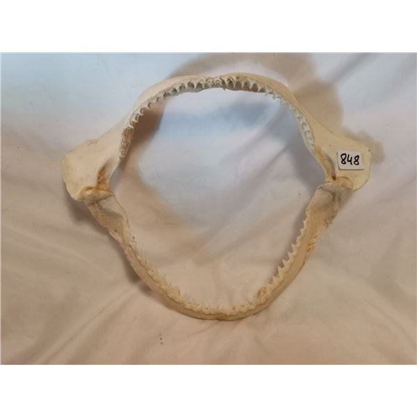 Real Shark Jaw, Very Sharp Teeth