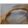 Image 3 : Real Shark Jaw, Very Sharp Teeth
