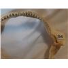 Image 4 : Real Shark Jaw, Very Sharp Teeth
