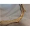 Image 6 : Real Shark Jaw, Very Sharp Teeth