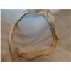 Image 7 : Real Shark Jaw, Very Sharp Teeth