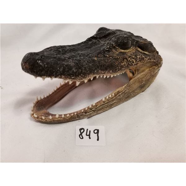 Crocodile Head, Very Sharp Teeth