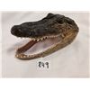 Image 1 : Crocodile Head, Very Sharp Teeth