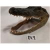 Image 2 : Crocodile Head, Very Sharp Teeth