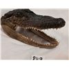 Image 3 : Crocodile Head, Very Sharp Teeth