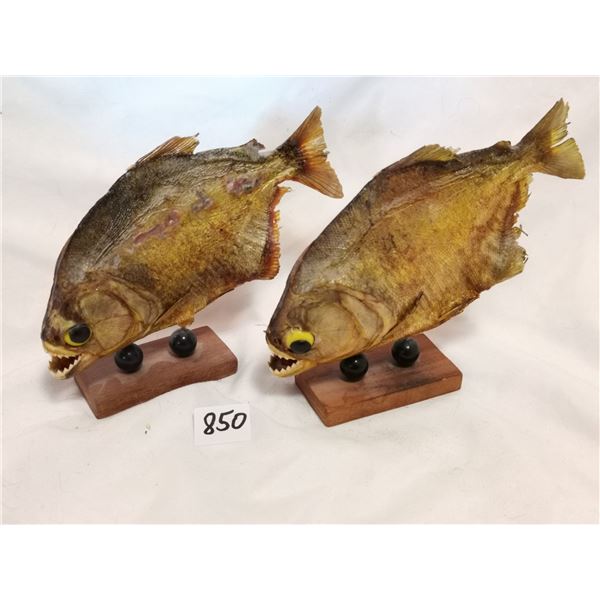 (2) Piranhas, Very Sharp Teeth