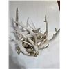 Image 1 : Box of Deer Sheds (11)