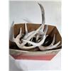 Image 2 : Box of Deer Sheds (11)