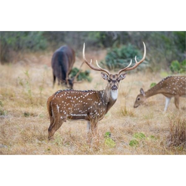 Axis Hunt For One Axis buck, one hunter and one non-hunter at Thumbtack Ranch