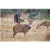 Image 1 : Axis Hunt For One Axis buck, one hunter and one non-hunter at Thumbtack Ranch