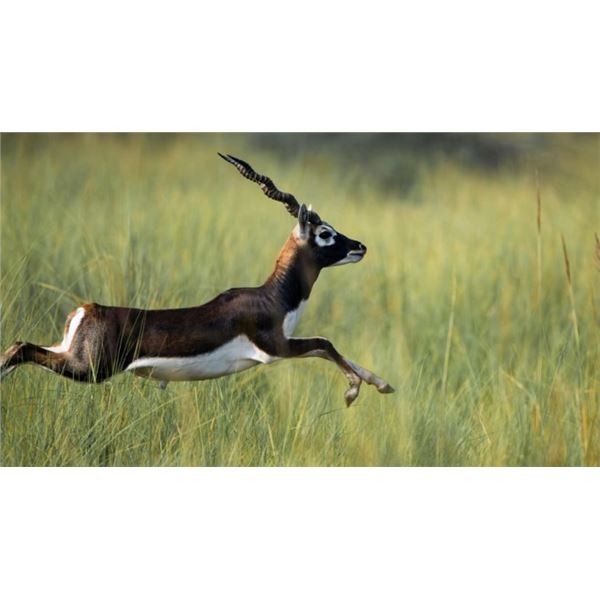 Blackbuck Antelope Hunt Good Times Ranch