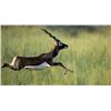 Image 1 : Blackbuck Antelope Hunt Good Times Ranch