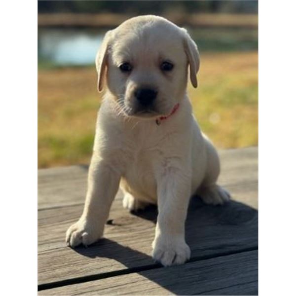 Pick your prize: Puppy