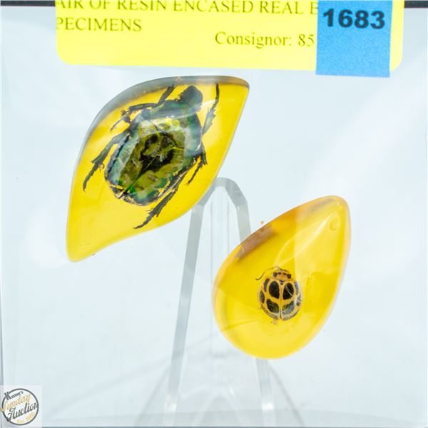 PAIR OF RESIN ENCASED GENUINE BUG SPECIMENS