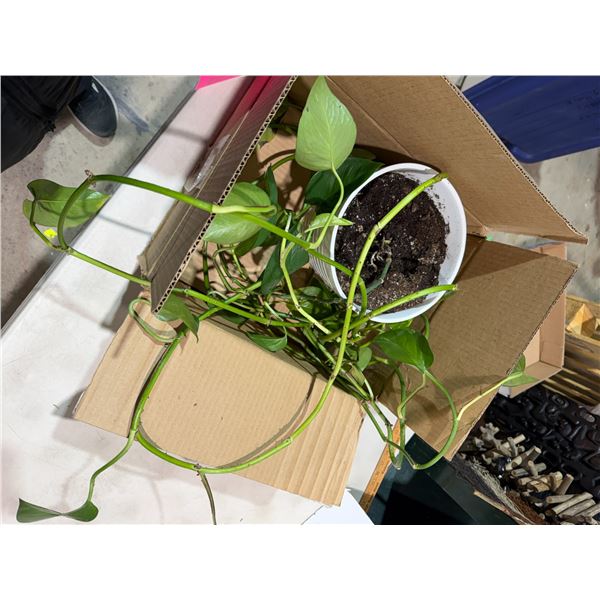 Plant