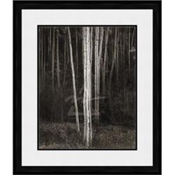 "Aspens, Northern New Mexico, 1958 (embossed)" Ansel Adams