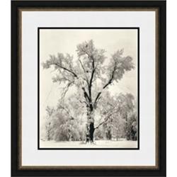 "Oak Tree" Ansel Adams