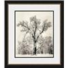 Image 1 : "Oak Tree" Ansel Adams