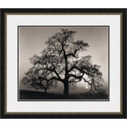 "Oak Tree - Sunset City, California" Ansel Adams