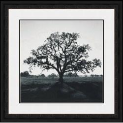 "Oak Tree, Sunrise" Ansel Adams