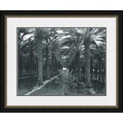  Palm Grove, 1966  Ansel Adams
