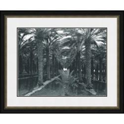 "Palm Grove, 1966" Ansel Adams