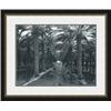 Image 1 : "Palm Grove, 1966" Ansel Adams