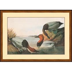 "Canvas Backed Duck"  John James Audubon