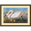 Image 1 : "Common American Swan" John James Audubon
