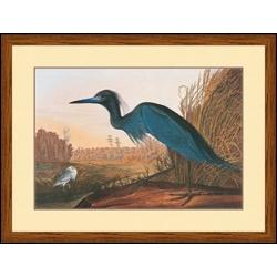 "Little Blue Heron" John James Audubon