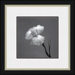  Iris II   Artin