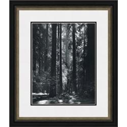 "Redwoods, Founders Grove" Ansel Adams