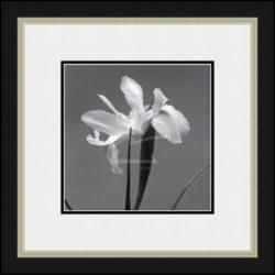 "Iris III" Artin