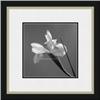 Image 1 : "Iris IV" Artin