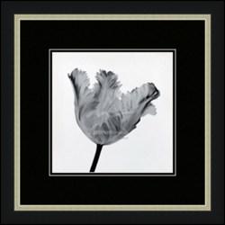 "Parrot Tulip I" Artin
