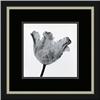 Image 1 : "Parrot Tulip I" Artin