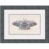 Image 1 : "All a Flutter" Brice