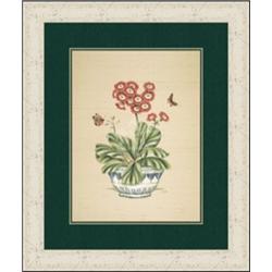 "Auricula Whimsy" Bowden