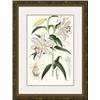Image 1 : "Lilium Auratum" Elwes