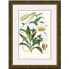 Image 1 : "Lilium Neilgherriense" Elwes
