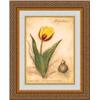 Image 1 : "Keizerskroon Tulip" Meg Page