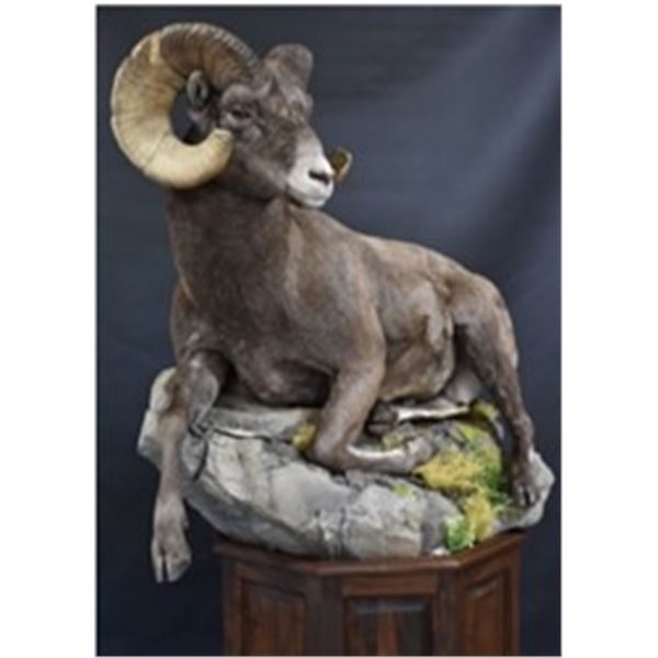 Big Cat Taxidermy Shoulder Mount Sheep Credit