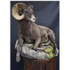 Image 1 : Big Cat Taxidermy Shoulder Mount Sheep Credit